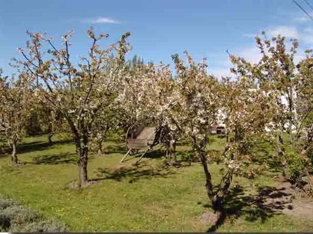 Quinta Narlu - 01