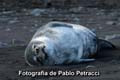 Weddell Seal_PPetracci copy