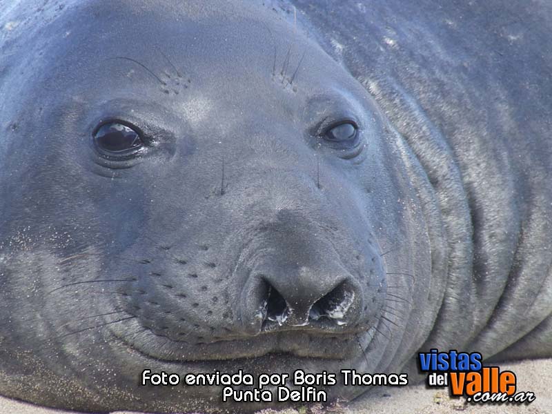 boris-thomas - punta delfin-01