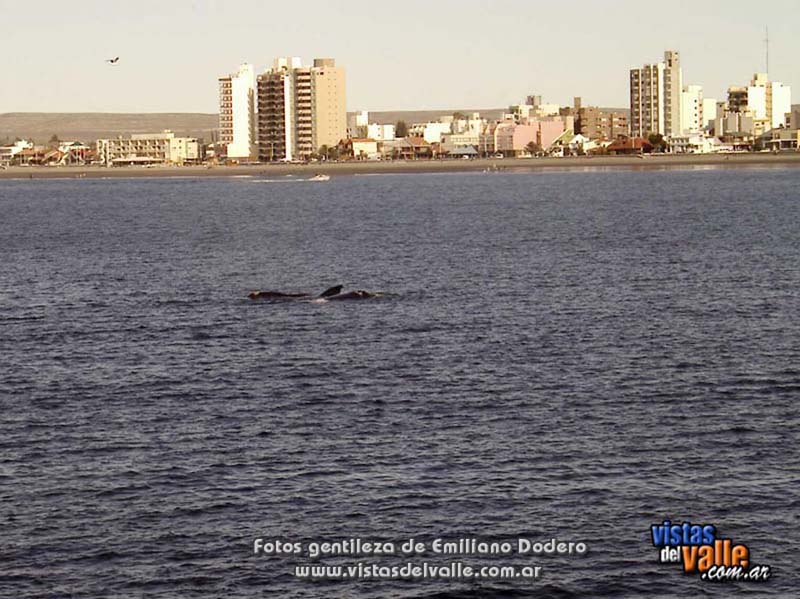 Puerto Madryn02