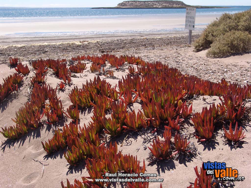 Isla de los Pajaros