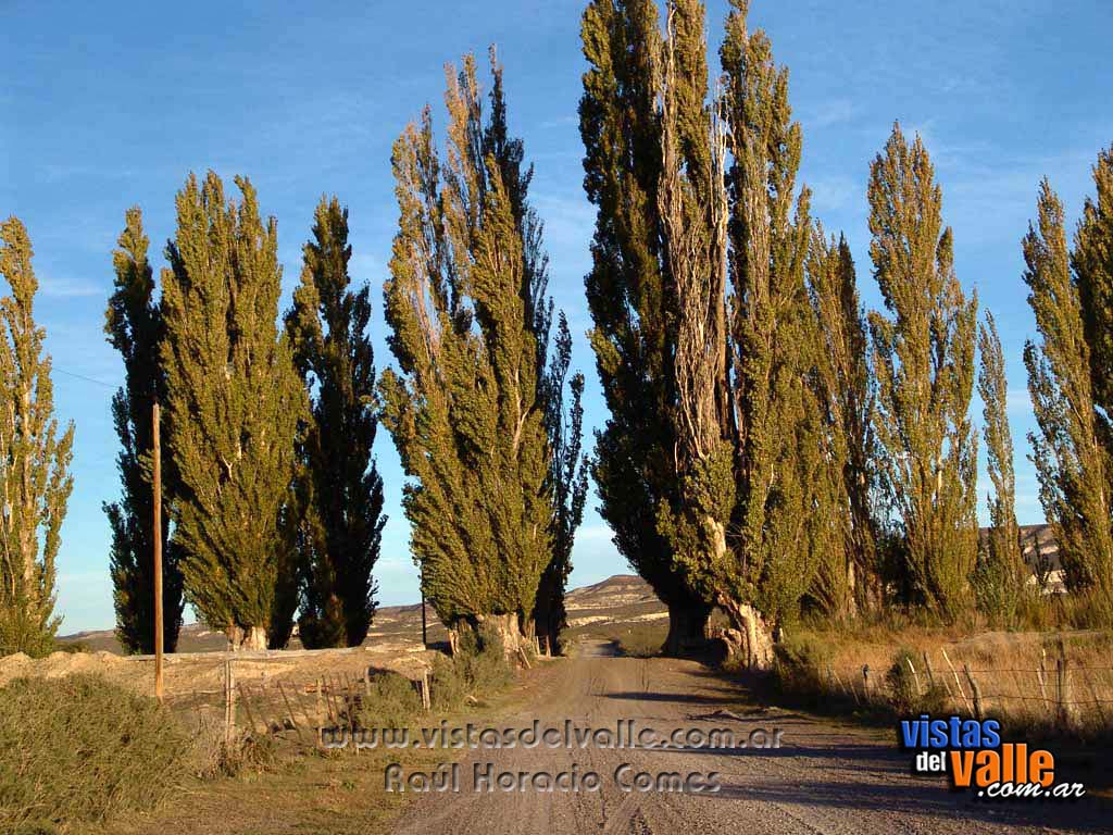 Alamos sobre el canal de riego