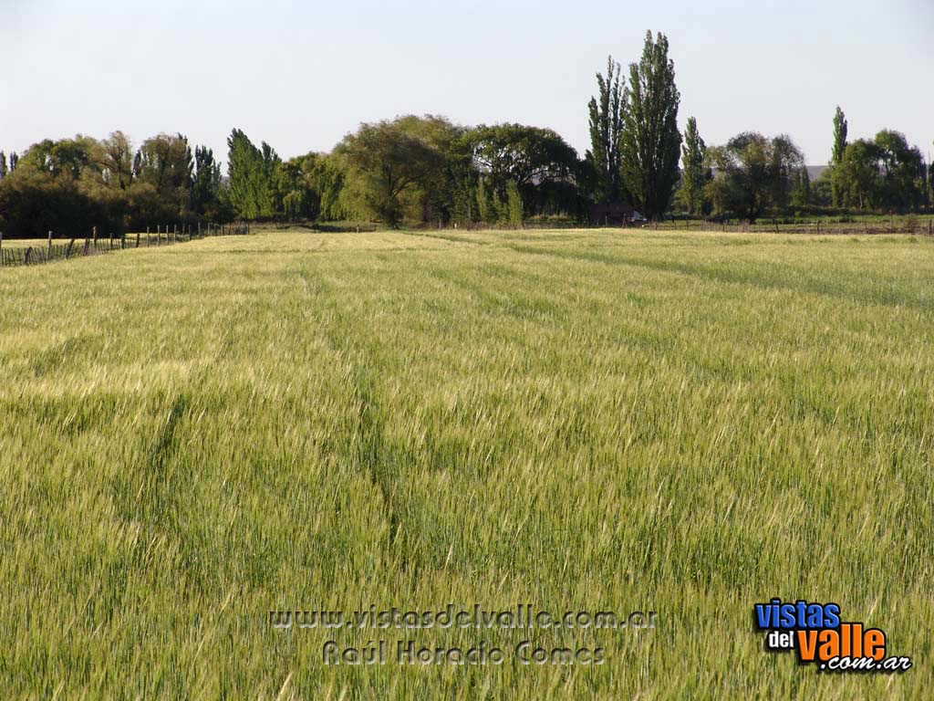 Avena en zona rural Drofa Dulog