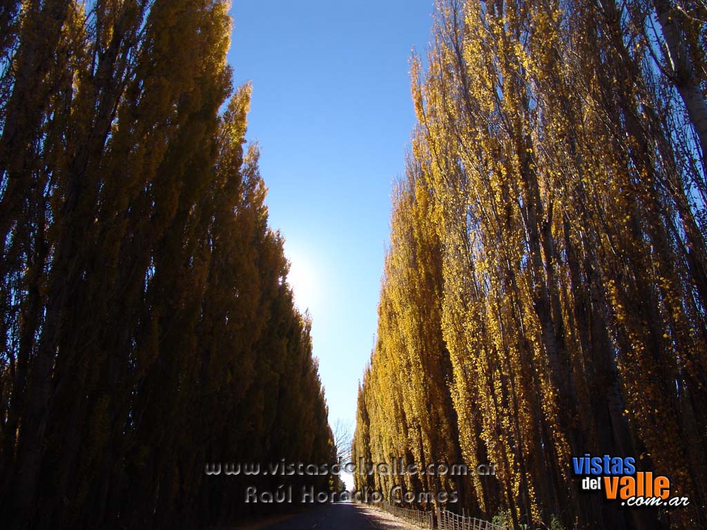 Alameda en zona de puente Hendre - otoñal