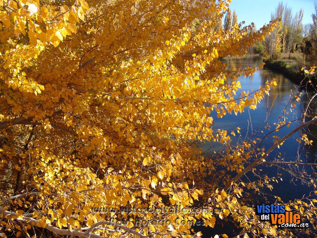 Colores de otoño sobre el Rio Chubut