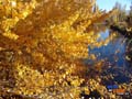 Colores de otoño sobre el Rio Chubut