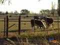 Cria de  vacunos en la zona del valle