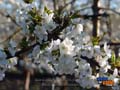 Flor del cerezo