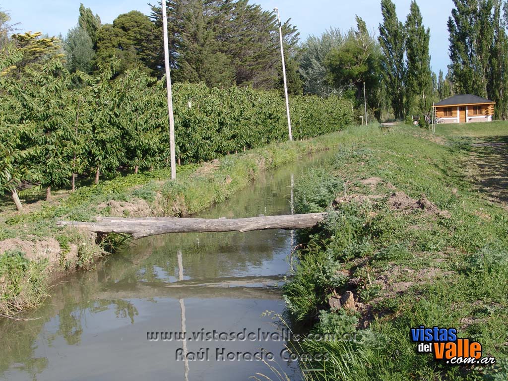 Canal de riego en medio de cerezos