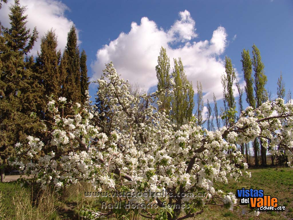 Frutales florecidos en primavera