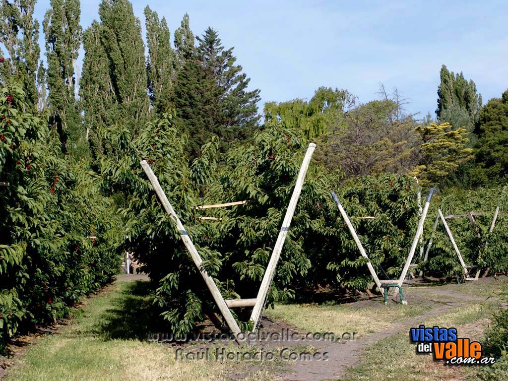 Plantaciones de Cerezos