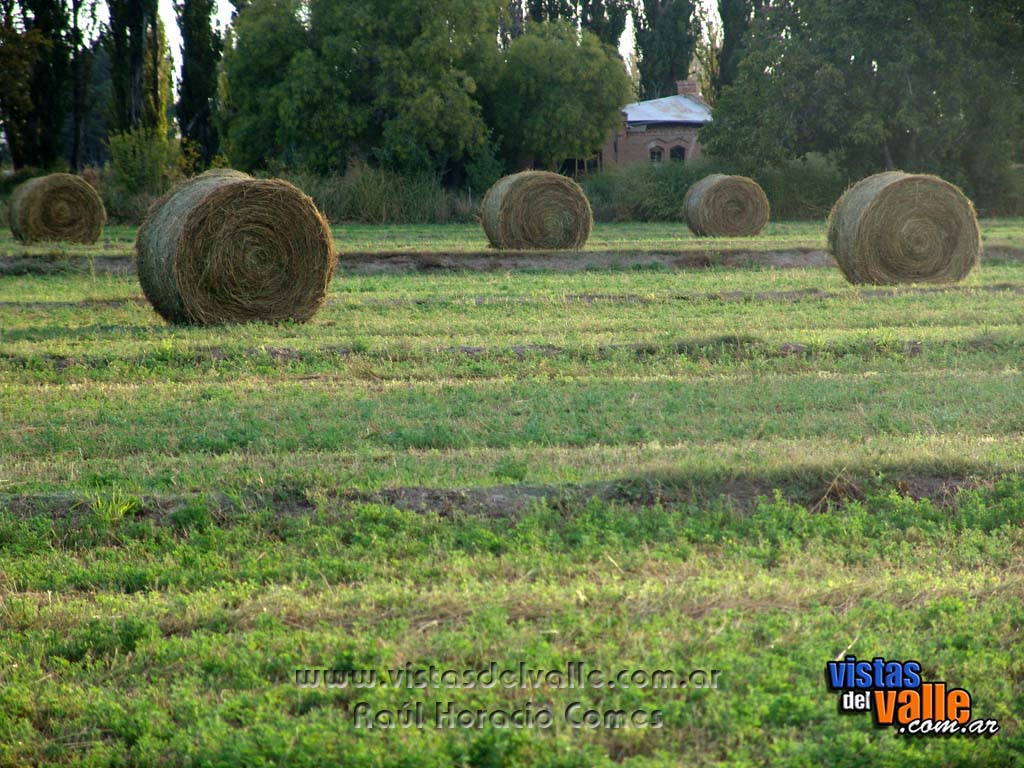 Rollos de alfalfa