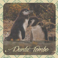 tombo 01