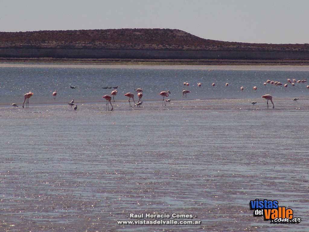 Isla de los Pajaros - 33