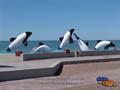 Playa Union - delfines
