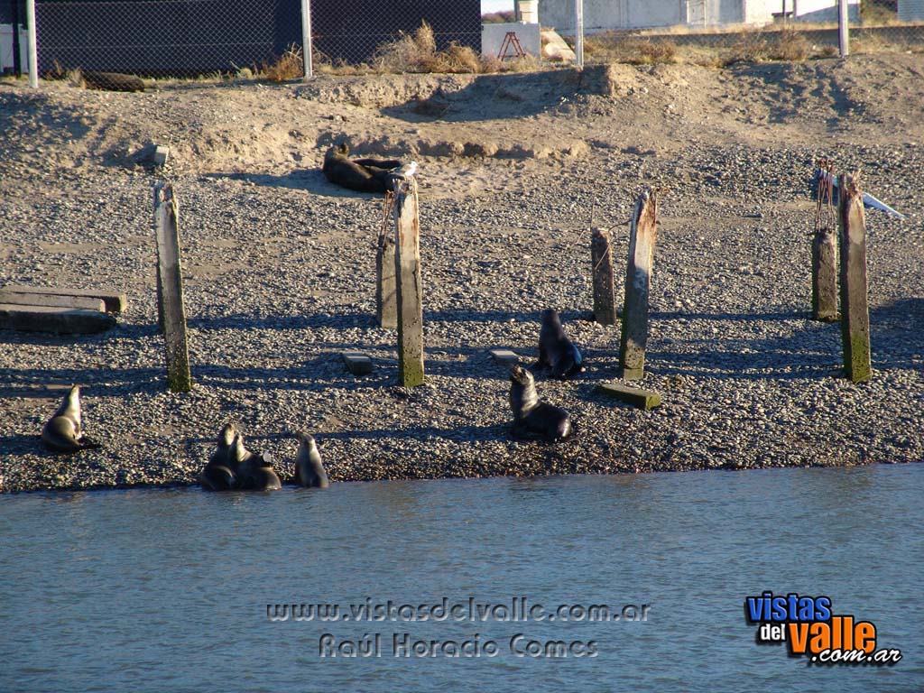 Lobos marinos en Puerto Rawson