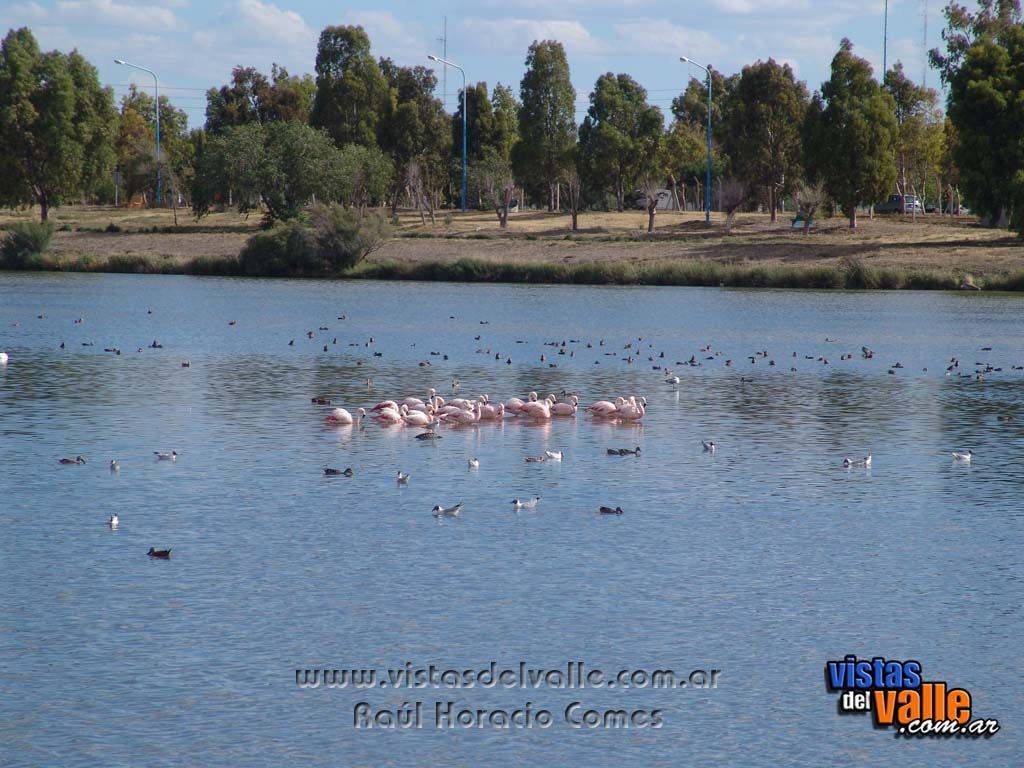 Flamencos en la Laguna Cacique Chiquichano